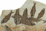 Fossil Fish (Knightia) Mortality Plate - Wyoming #295715-2